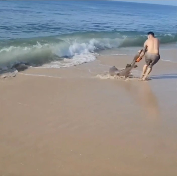 الشاب يسحب سمكة القرش من ذيلها