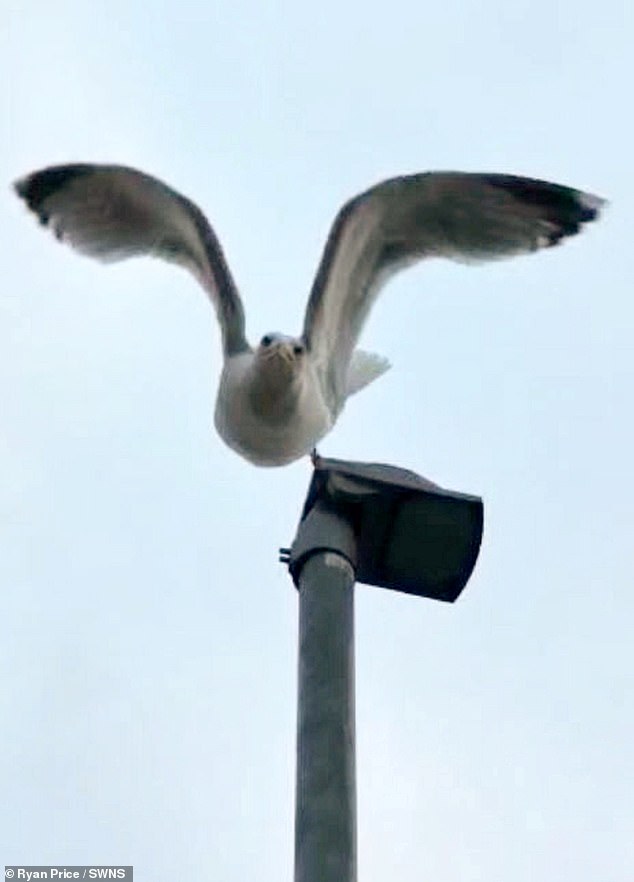 The aggressive seagulls have been terrorising residents, with the elderly too scared to go outside